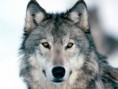 /album/fotogaleria1/wolf1-jpg/